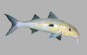 Goat fish