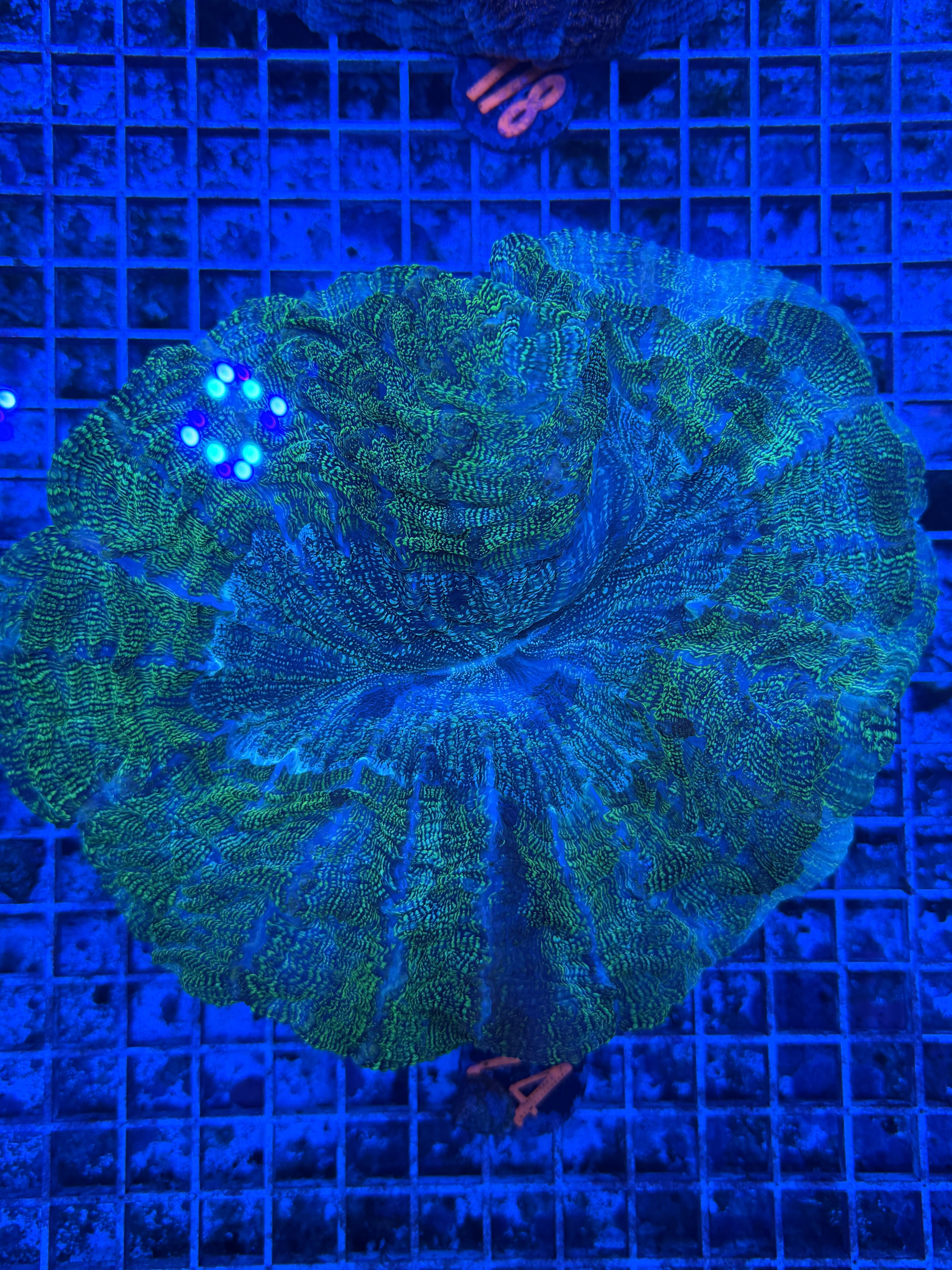 Green Glitter Acantho