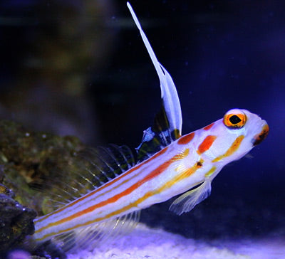 Yasha goby