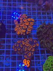 Rainbow Acan