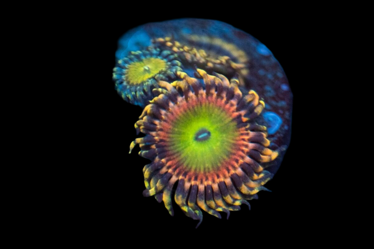 Rainbow troll zoanthid