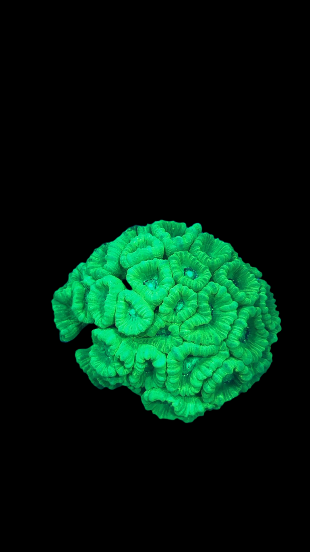 Candy cane coral