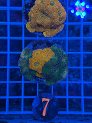 Cosmic Chaos Enchinata