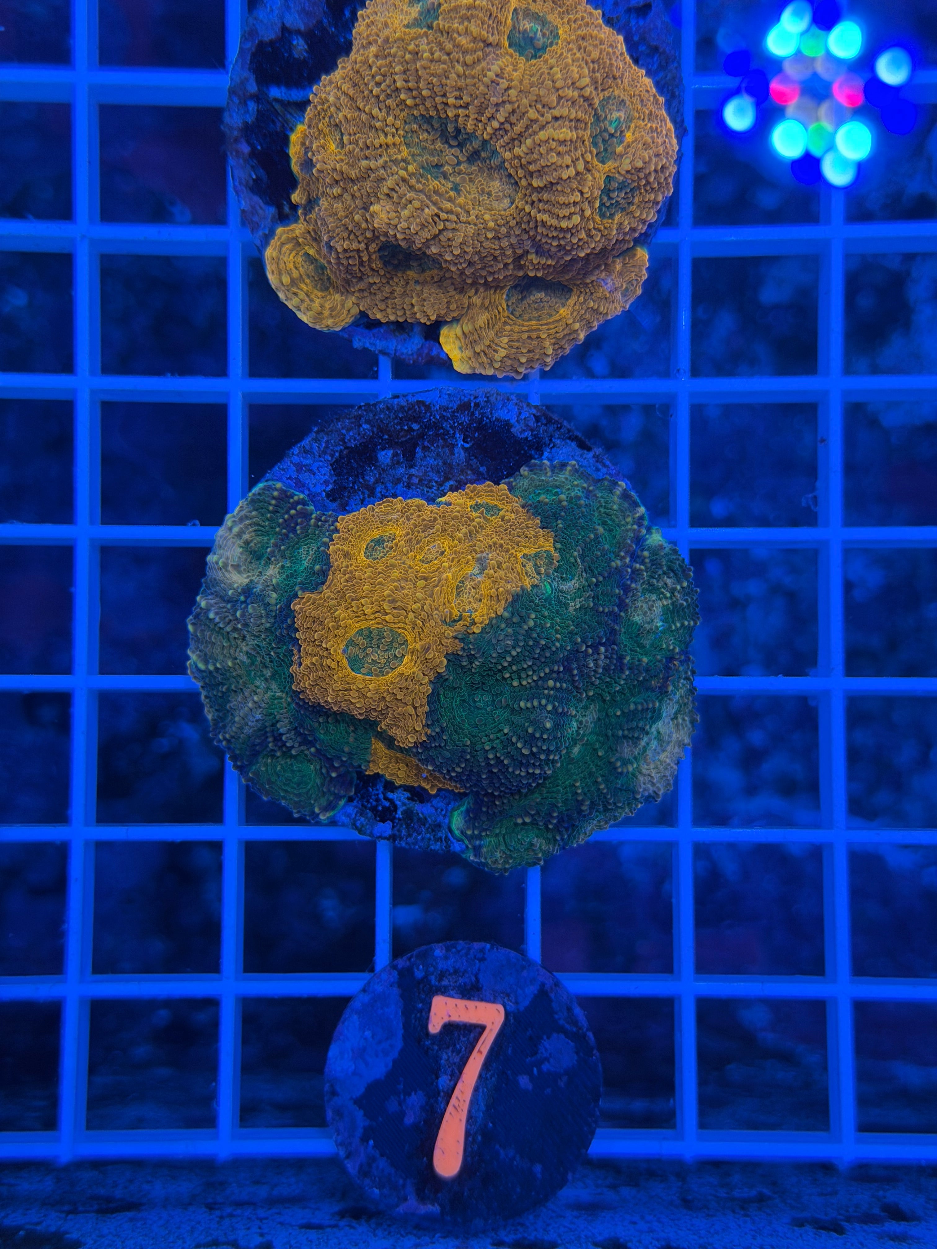 Cosmic Chaos Enchinata