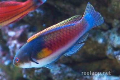 Blue Sided Wrasse