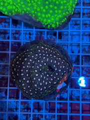Favia Colony