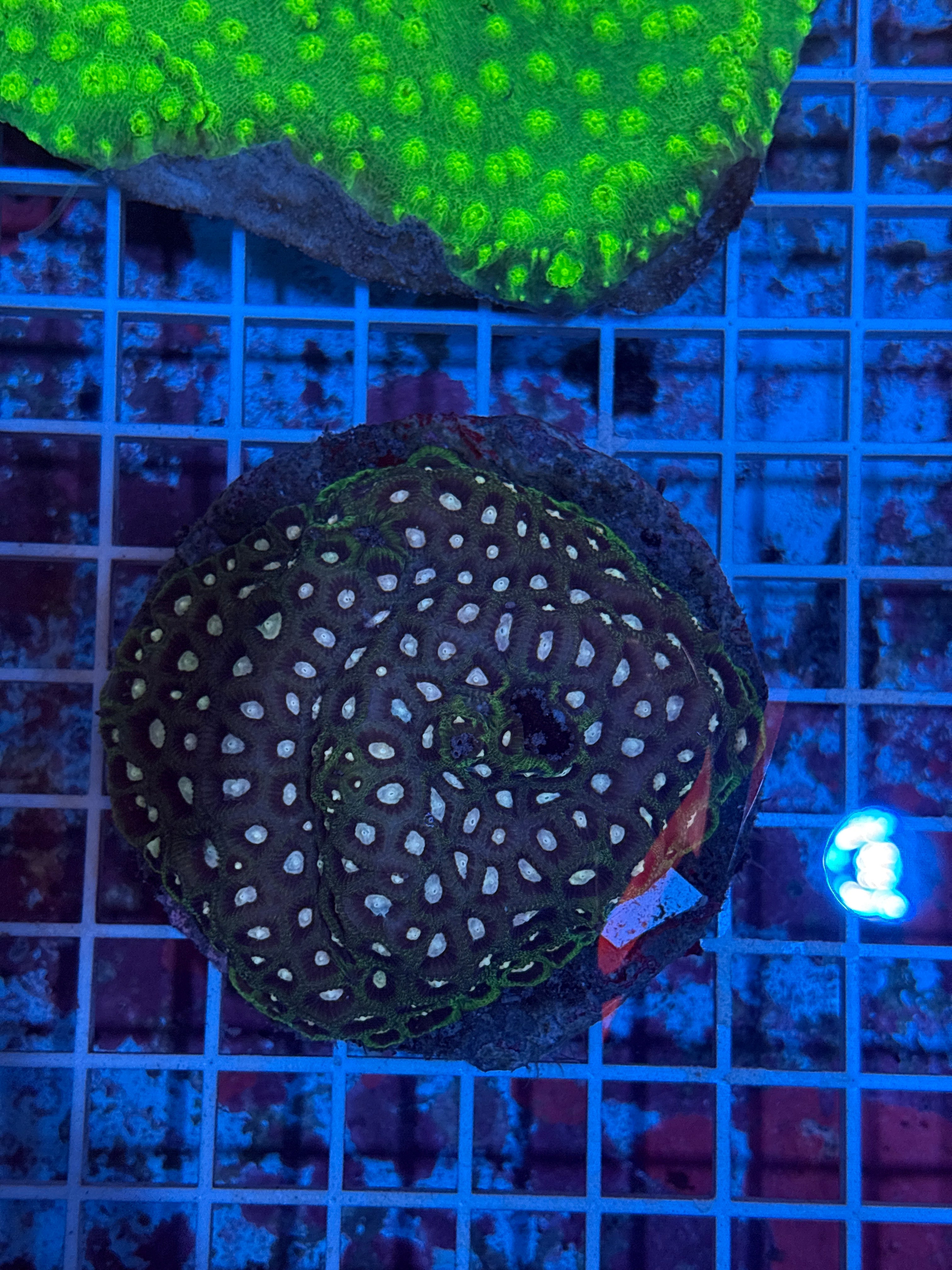 Favia Colony