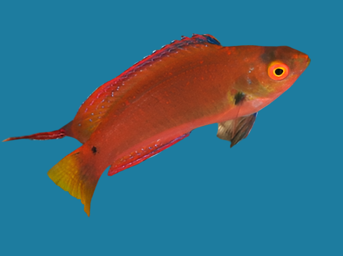 Polka dot wrasse
