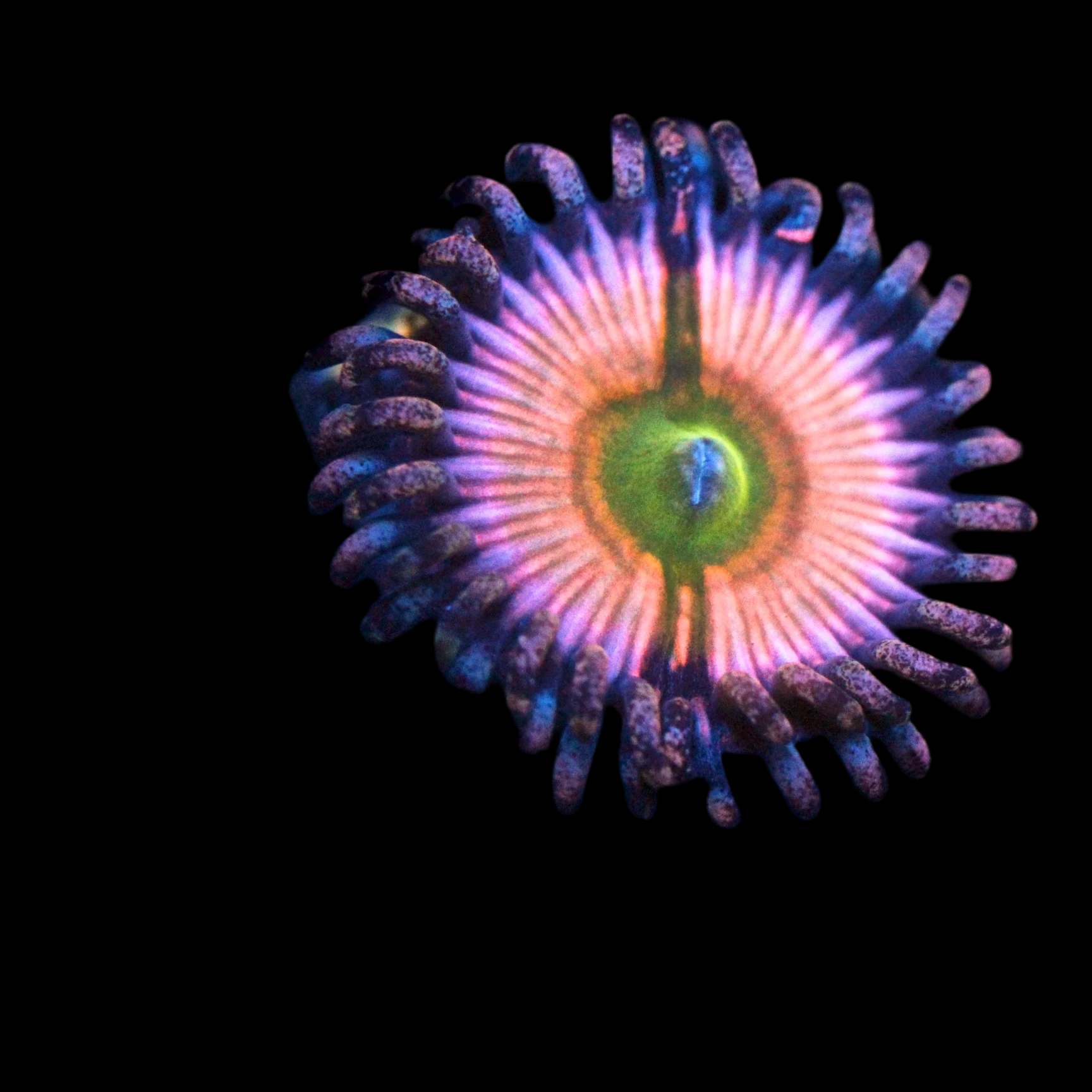 Rainbow infusion zoanthid