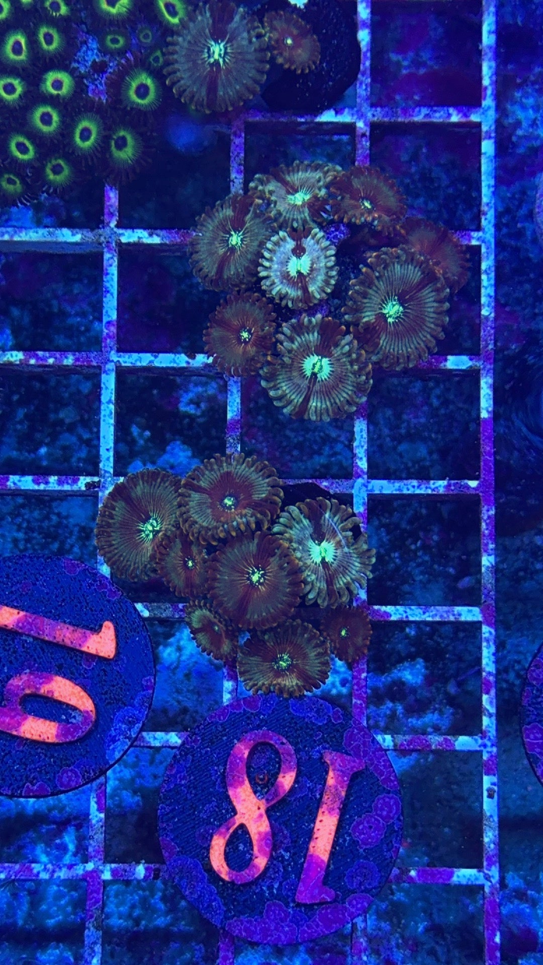 White Walker Zoanthid