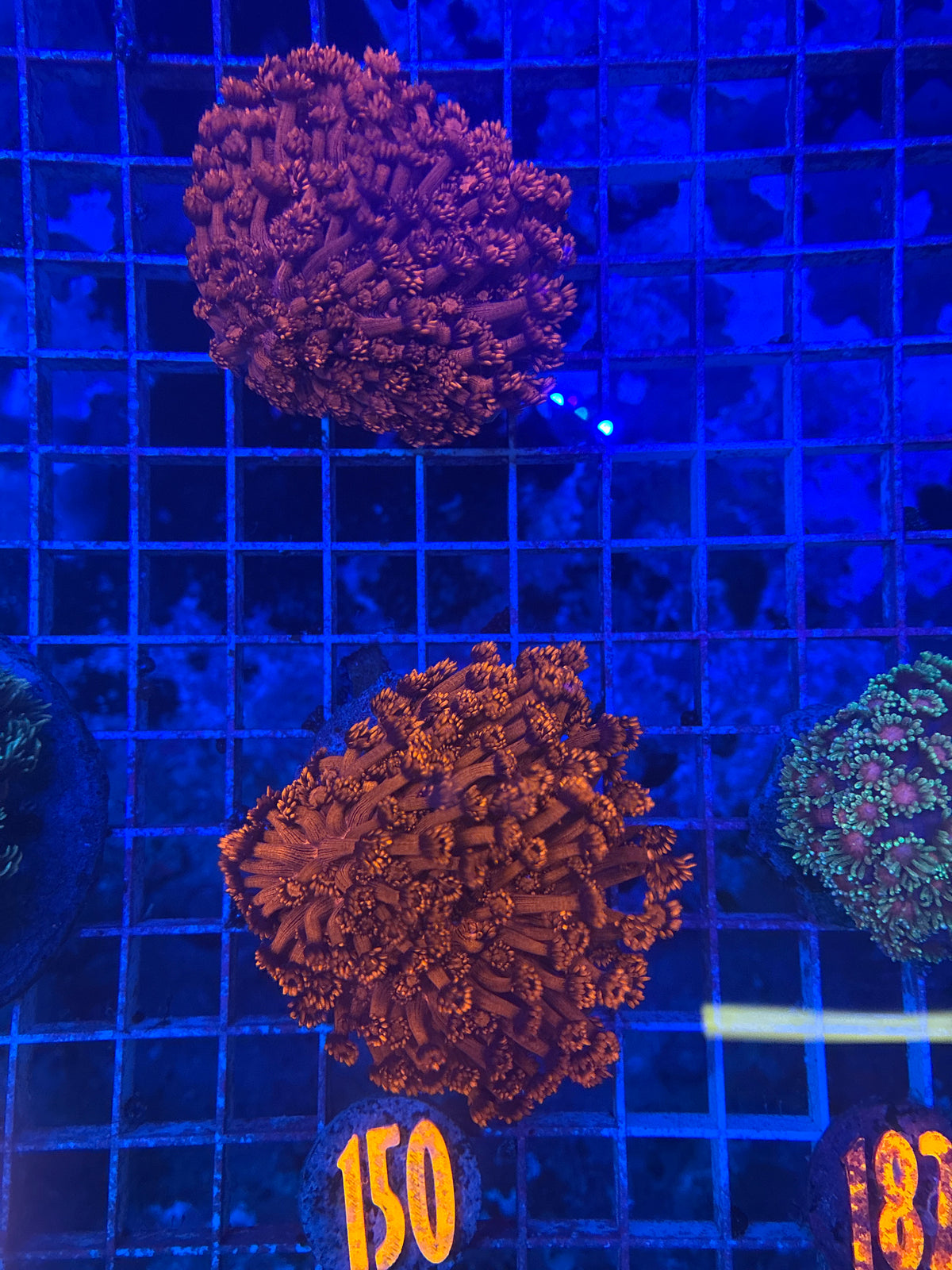 Red Goni-150