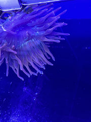 Bubble Tip anemone