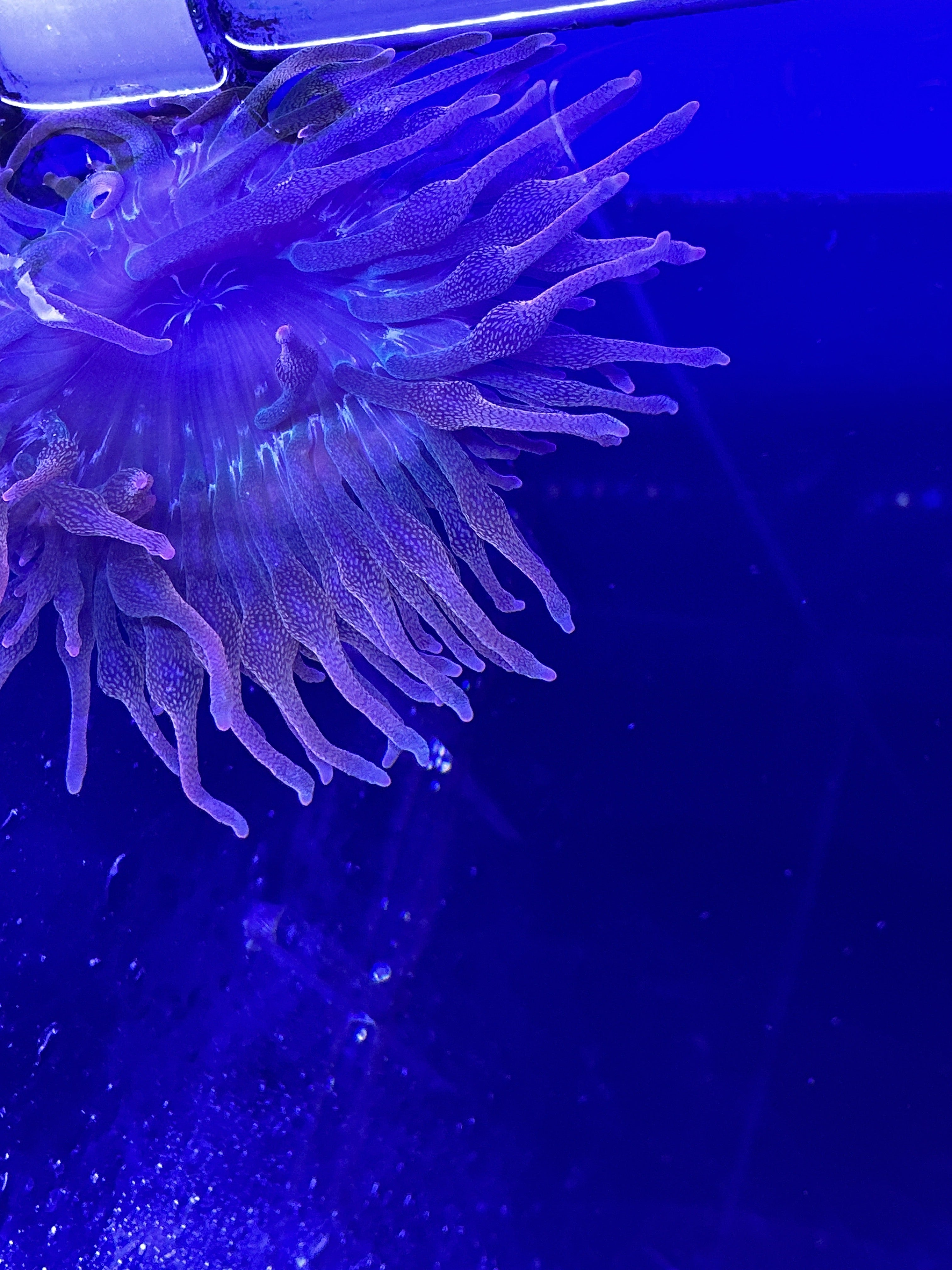 Bubble Tip anemone