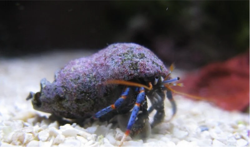 Blue leg crabs