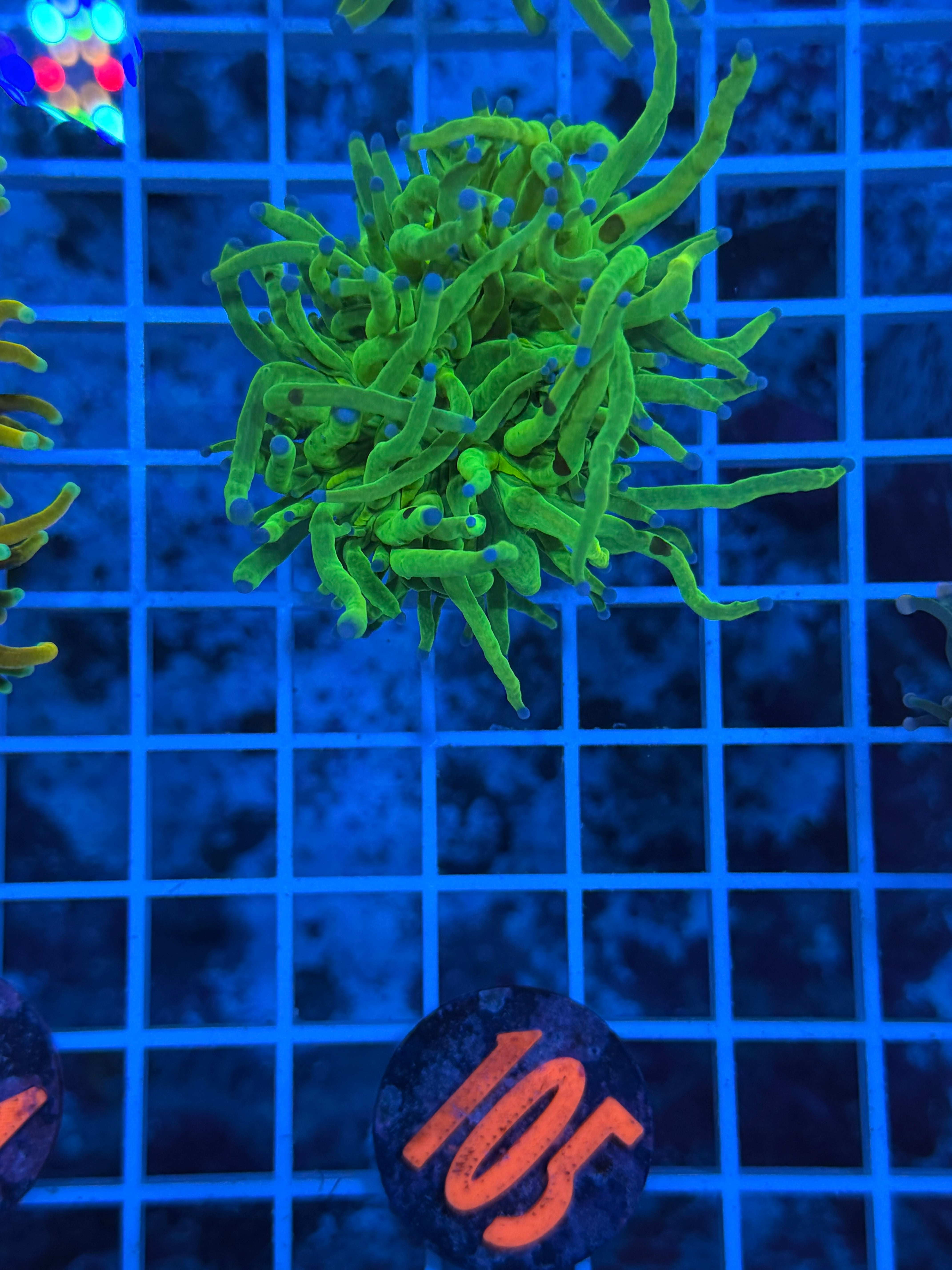 Holy Grail Blue Tip Torch