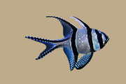 Banggai cardinal