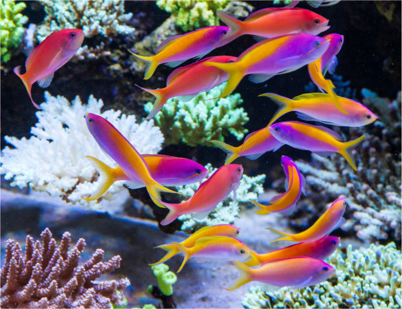 Anthias