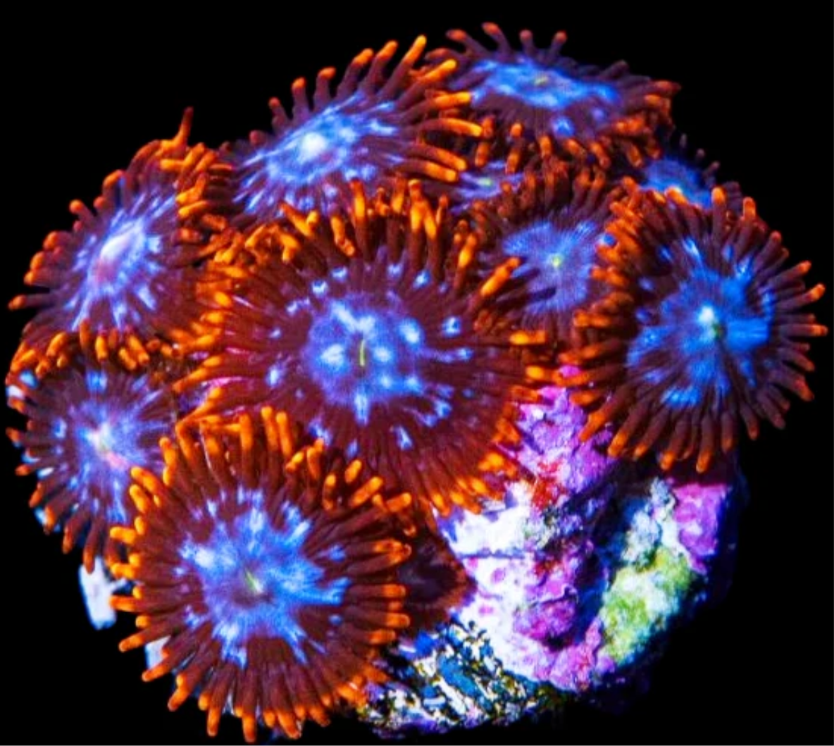Ring of fire zoanthid