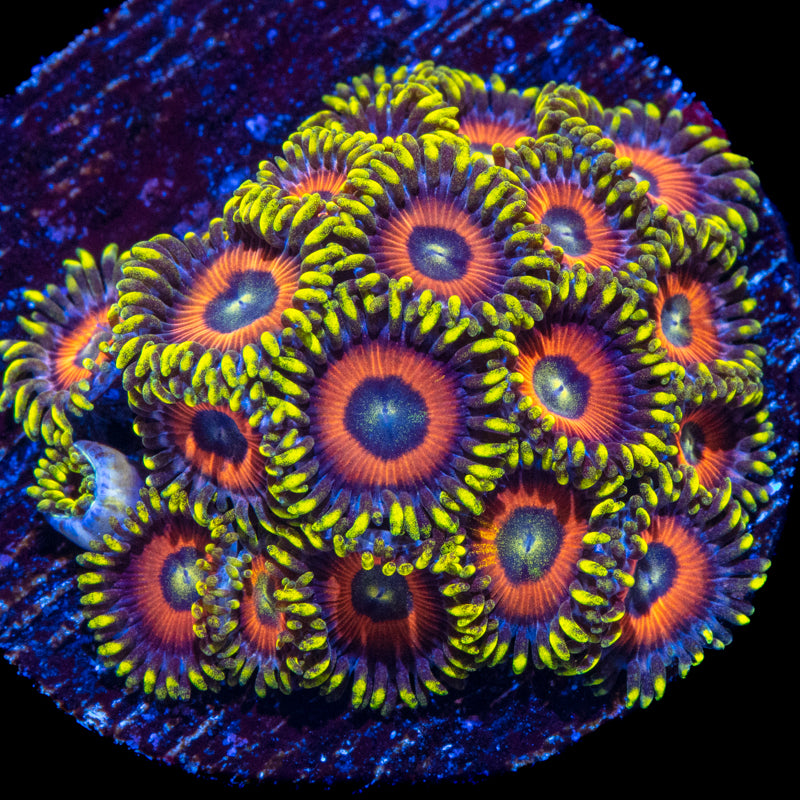 Fluorescent Eagle Eye Zoanthid