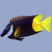 Fiji Foxface Rabbit Fish