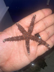 Pink thorn starfish