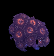 Speckled hen zoanthid