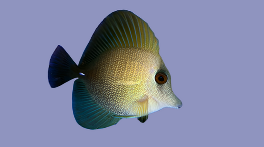 Scopas tang small