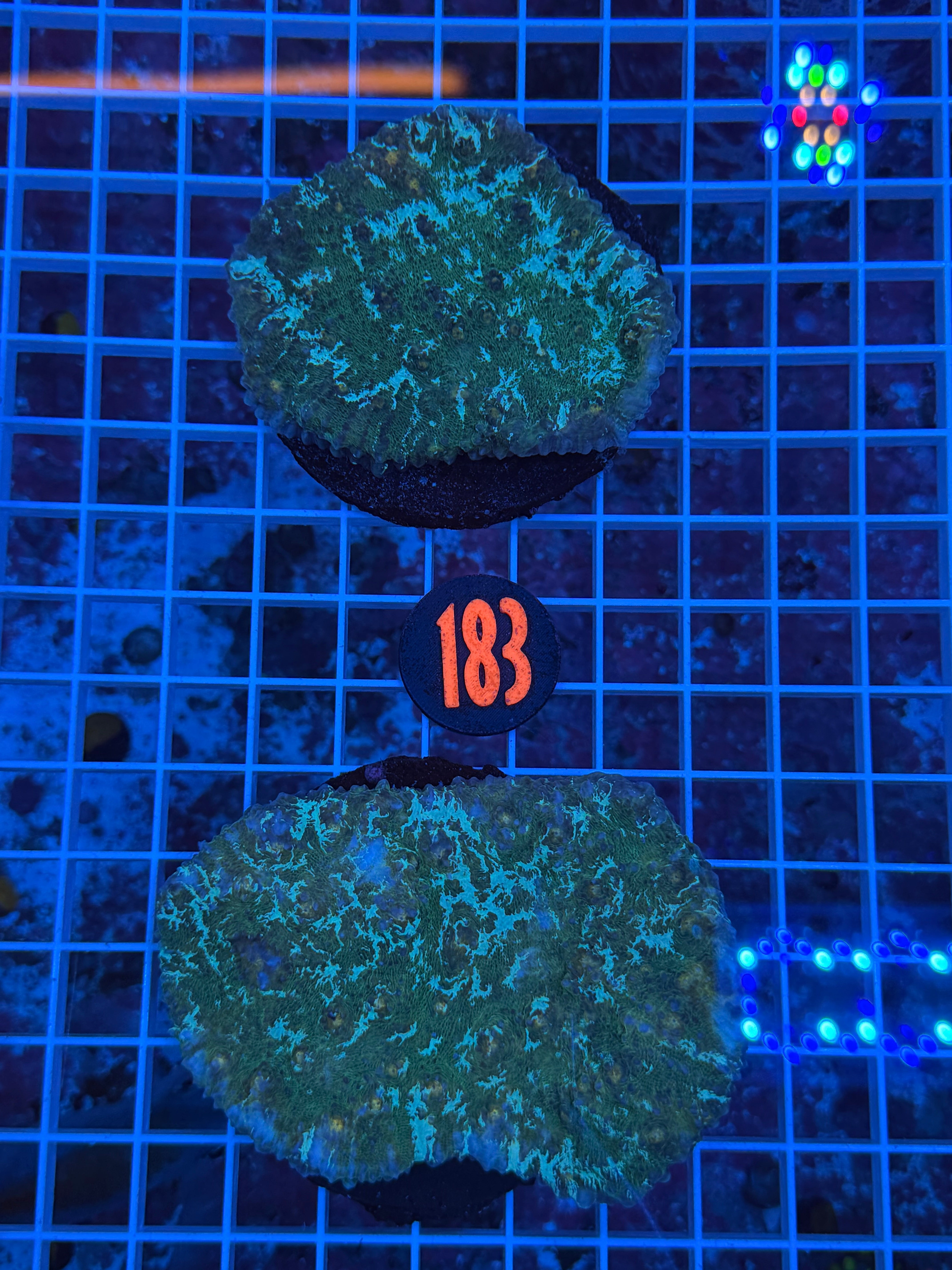 Hydros Zombie Land Chalice