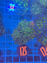 Gold Rod Splatter Hammer