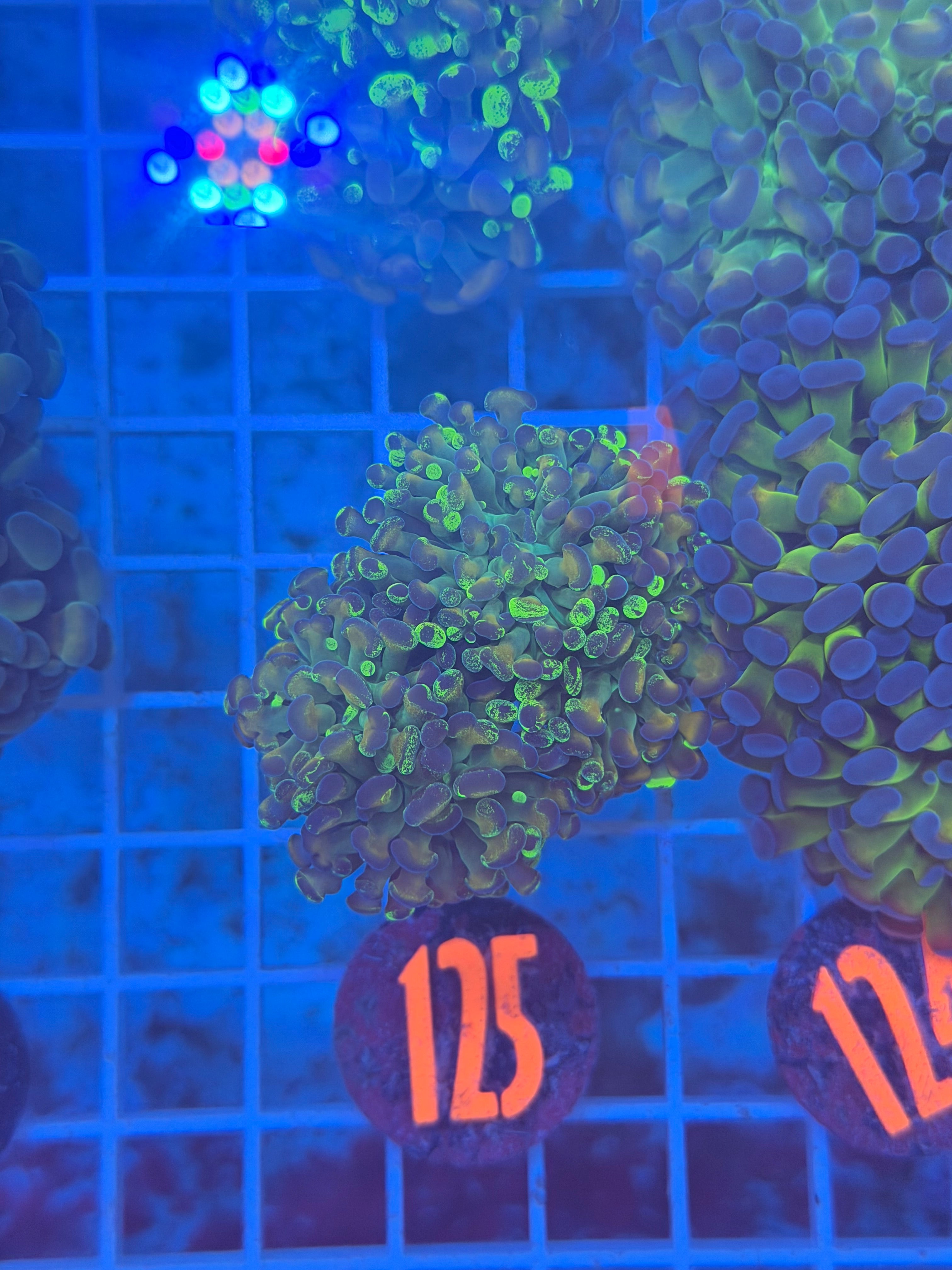 Gold Rod Splatter Hammer