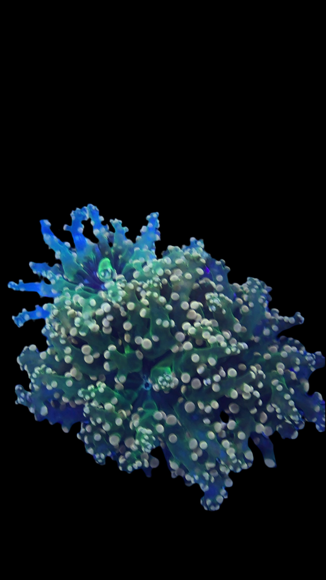 Peppermint octospawn