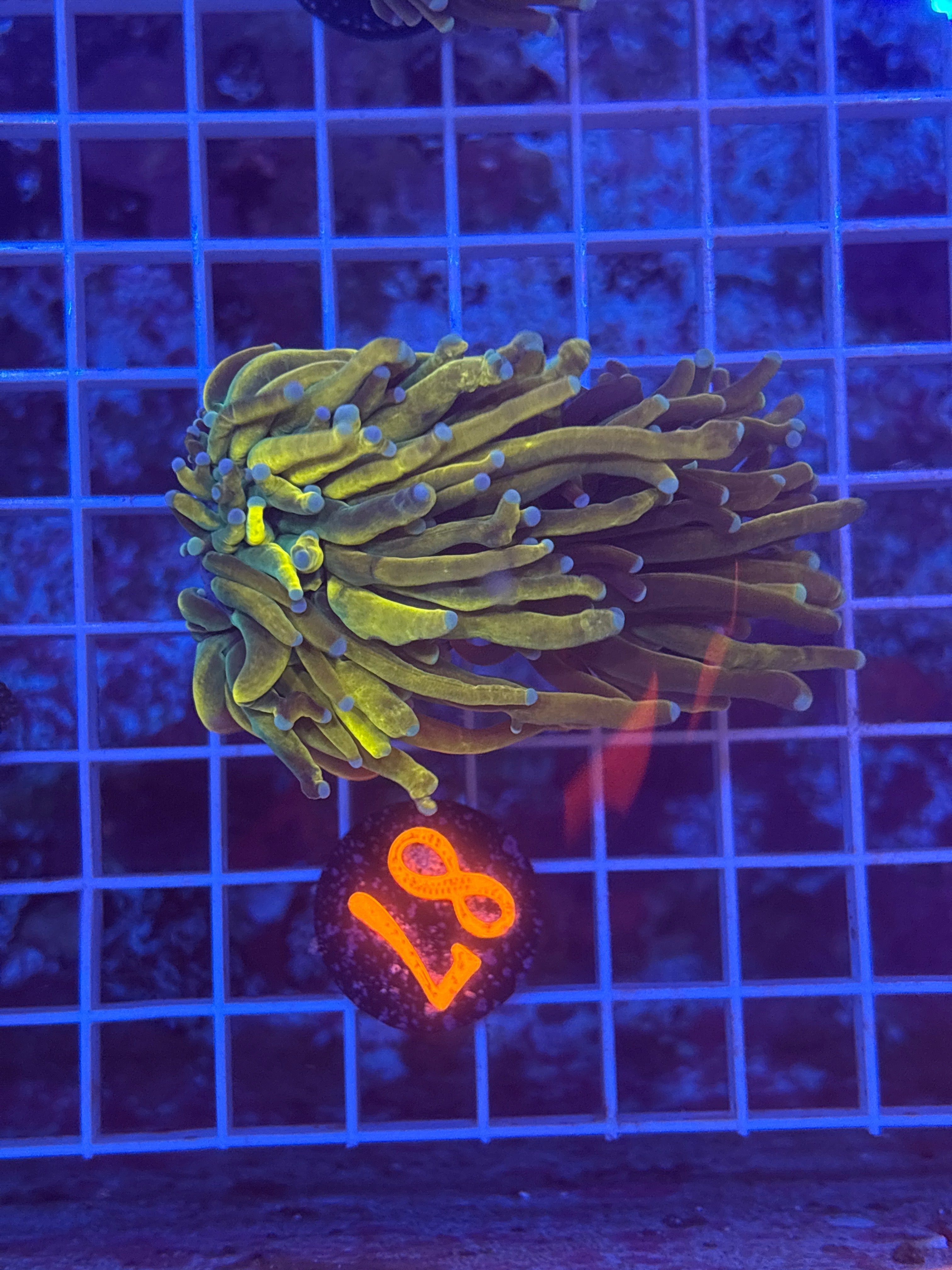 Big Tip Dragon Torch