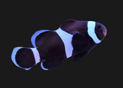 Black Ocellaris Clownfish