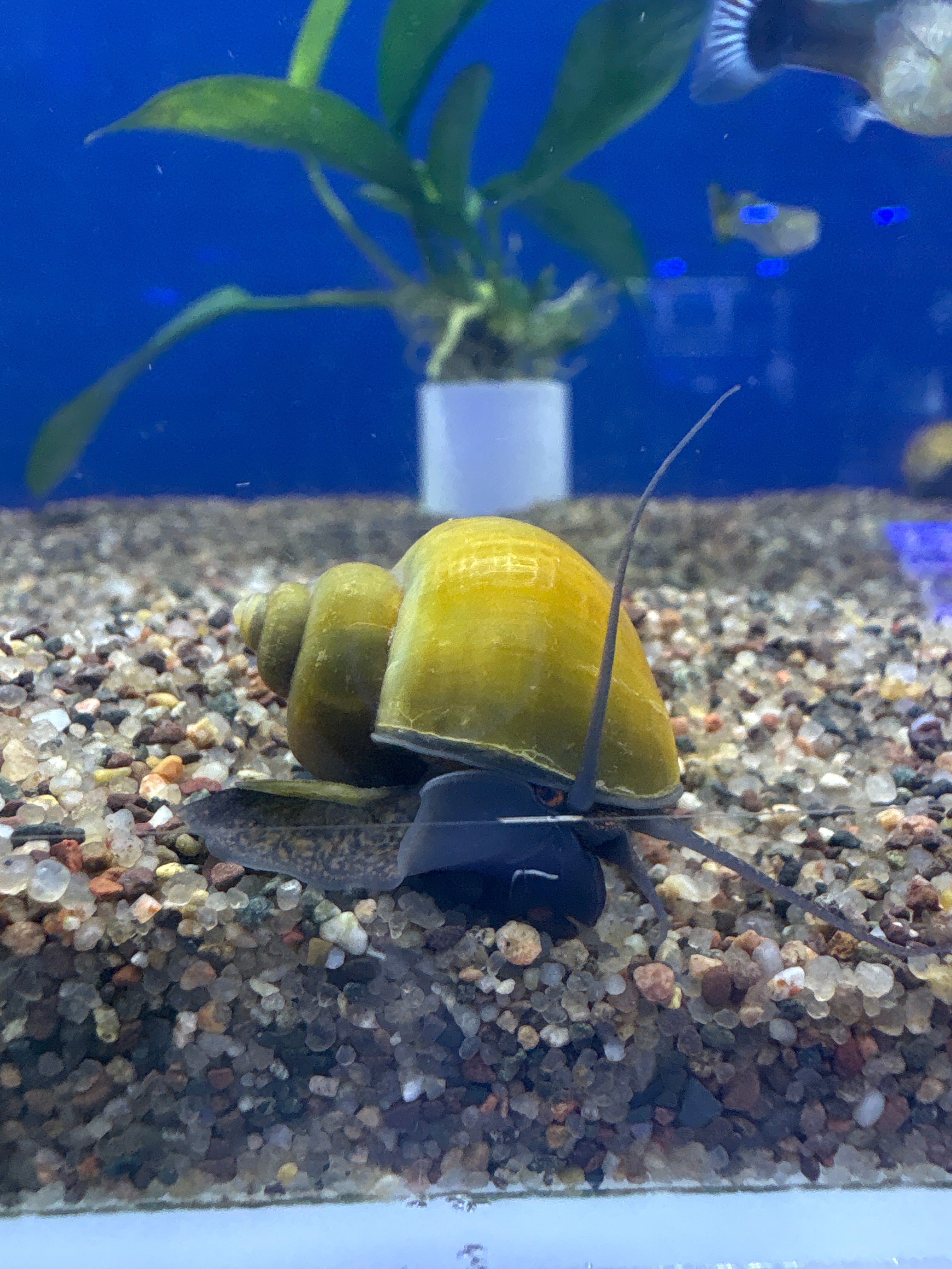 Mystery Snails