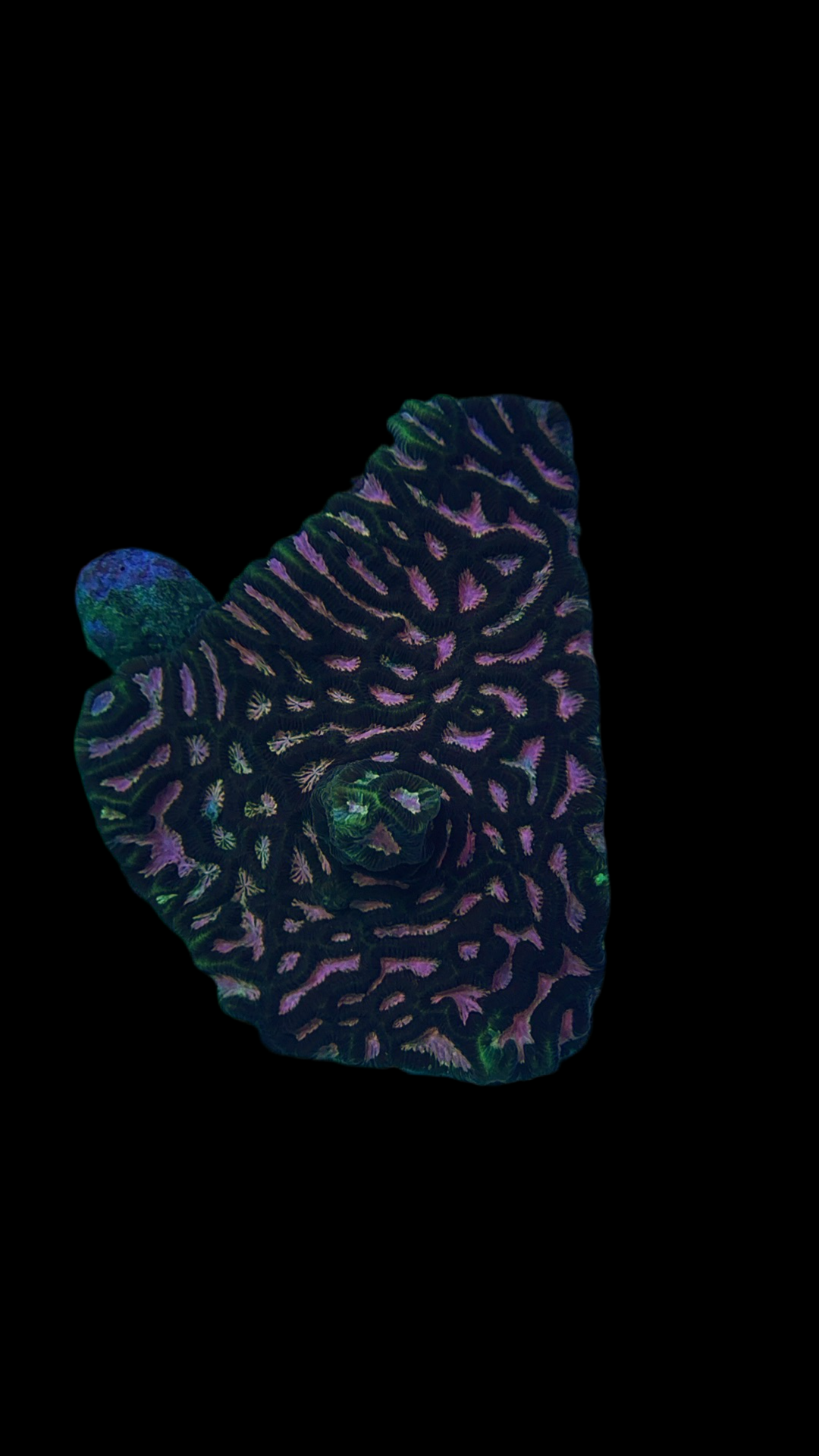 Large favia