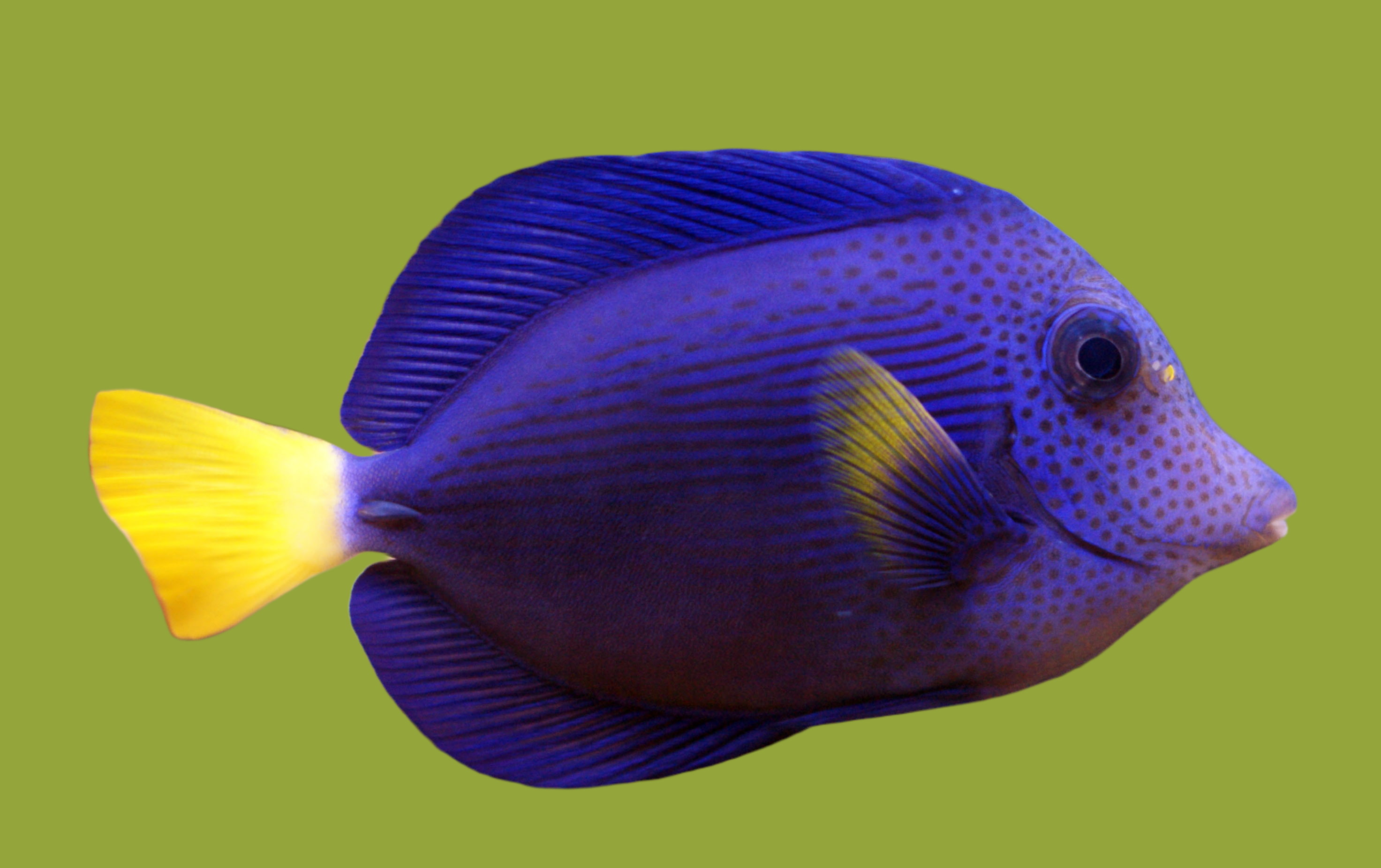 Purple Tang