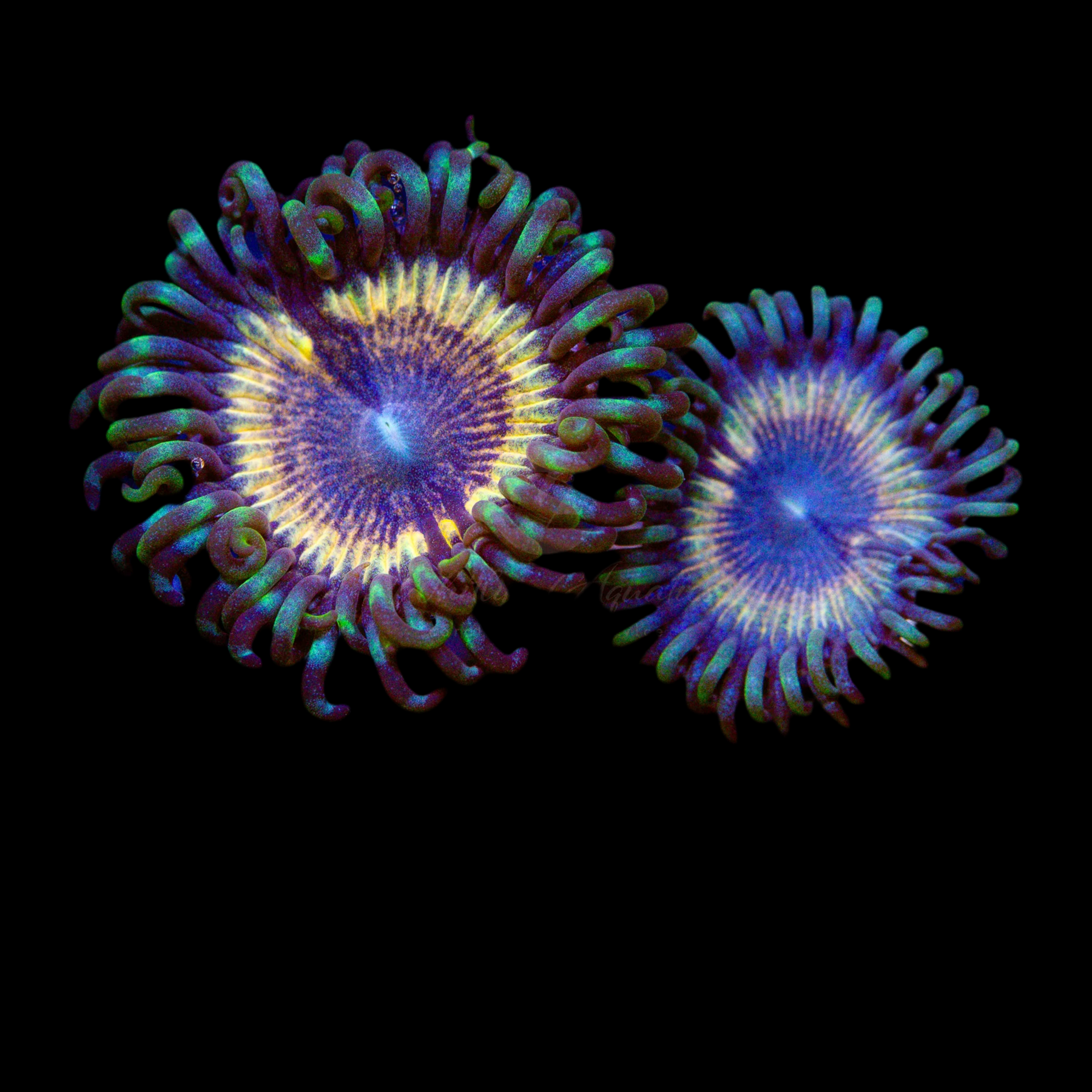 Petroglyph zoanthid