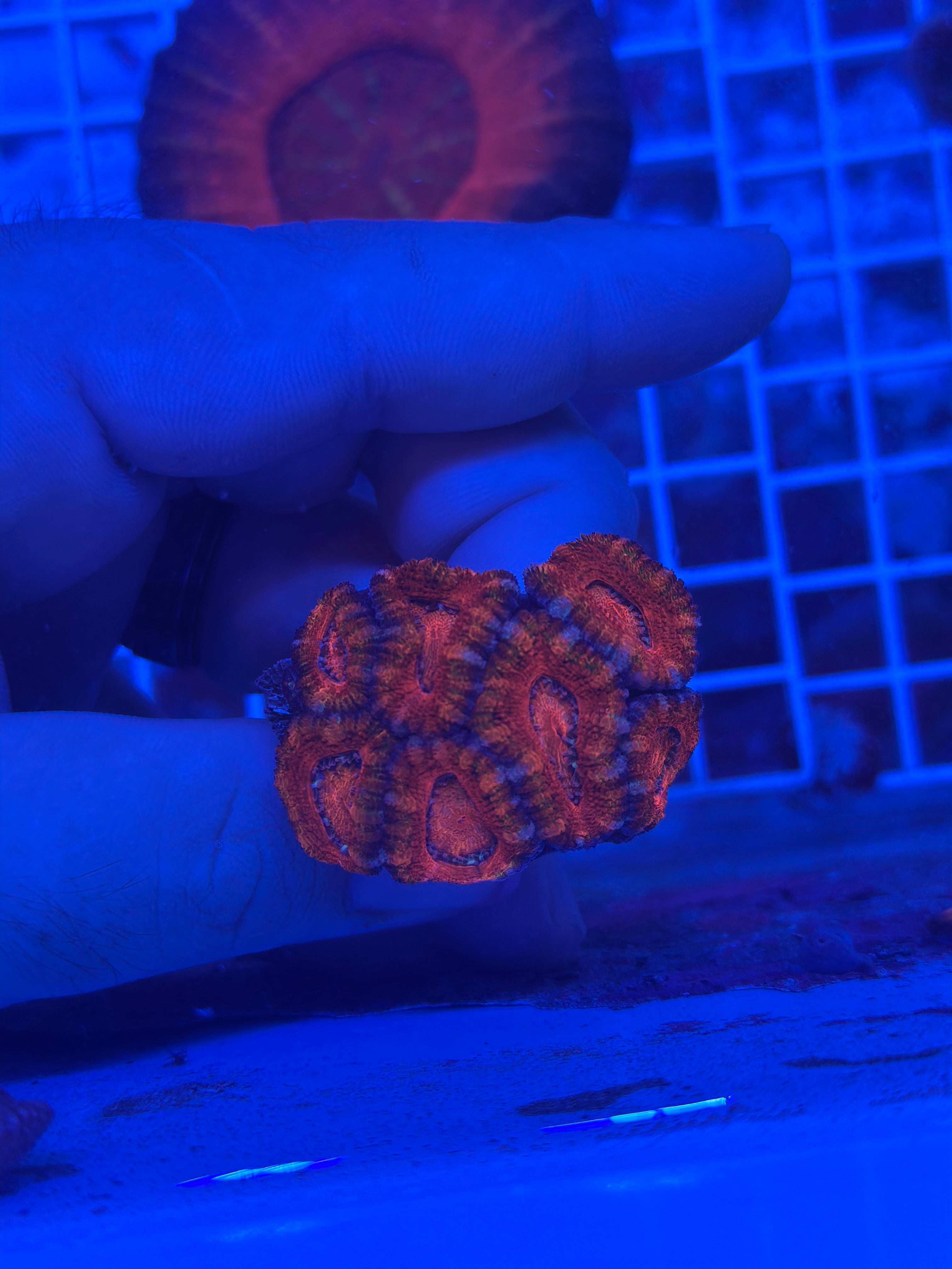 Red Acan