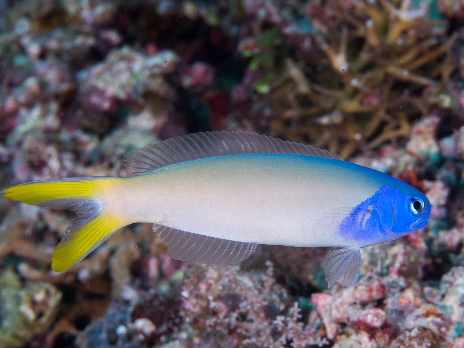 Blue Head Tilefish