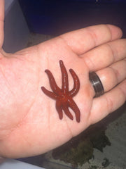Dark red long legs starfish