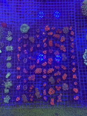 Frag Mix 5 For $200