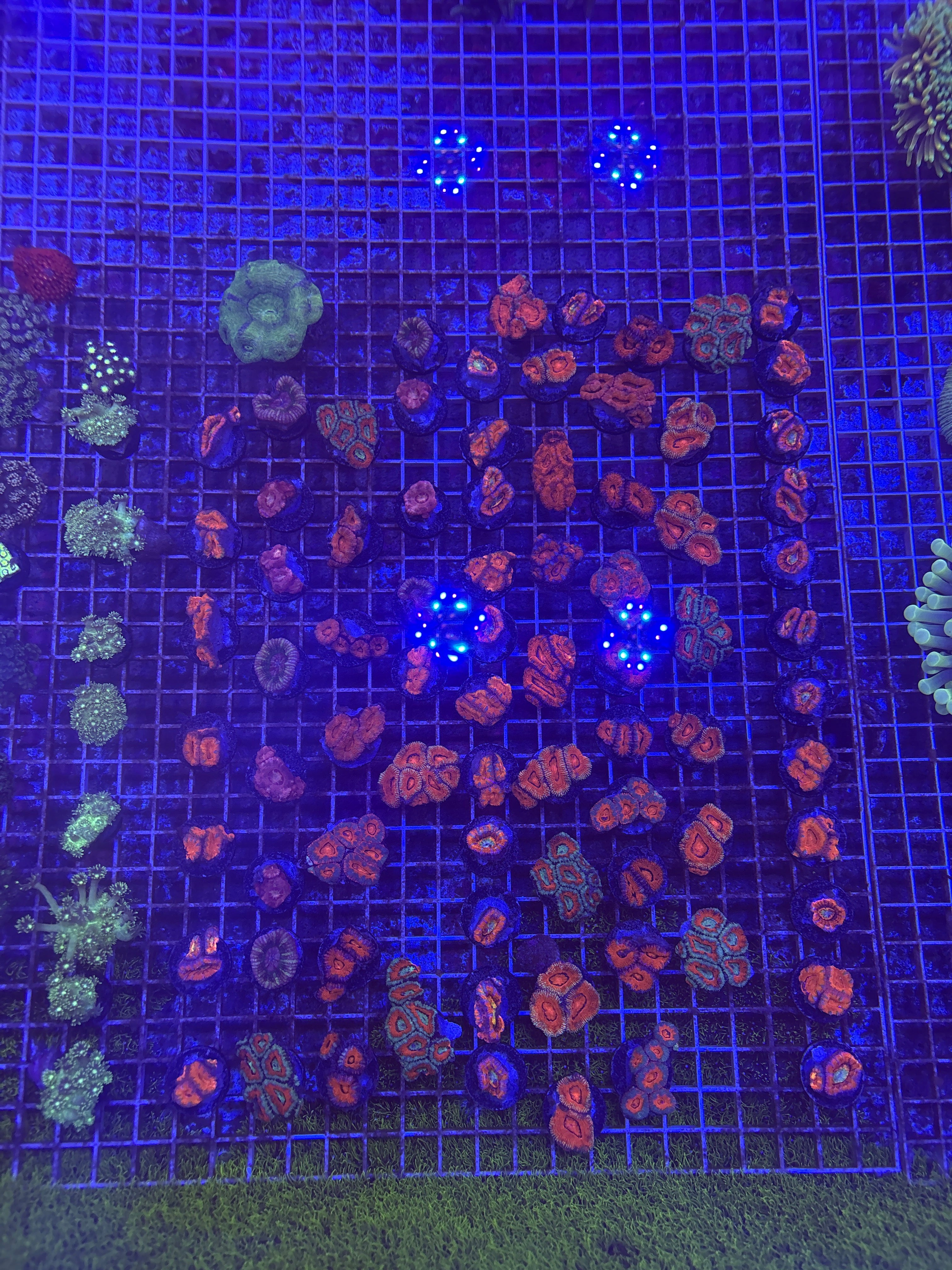Frag Mix 5 For $200