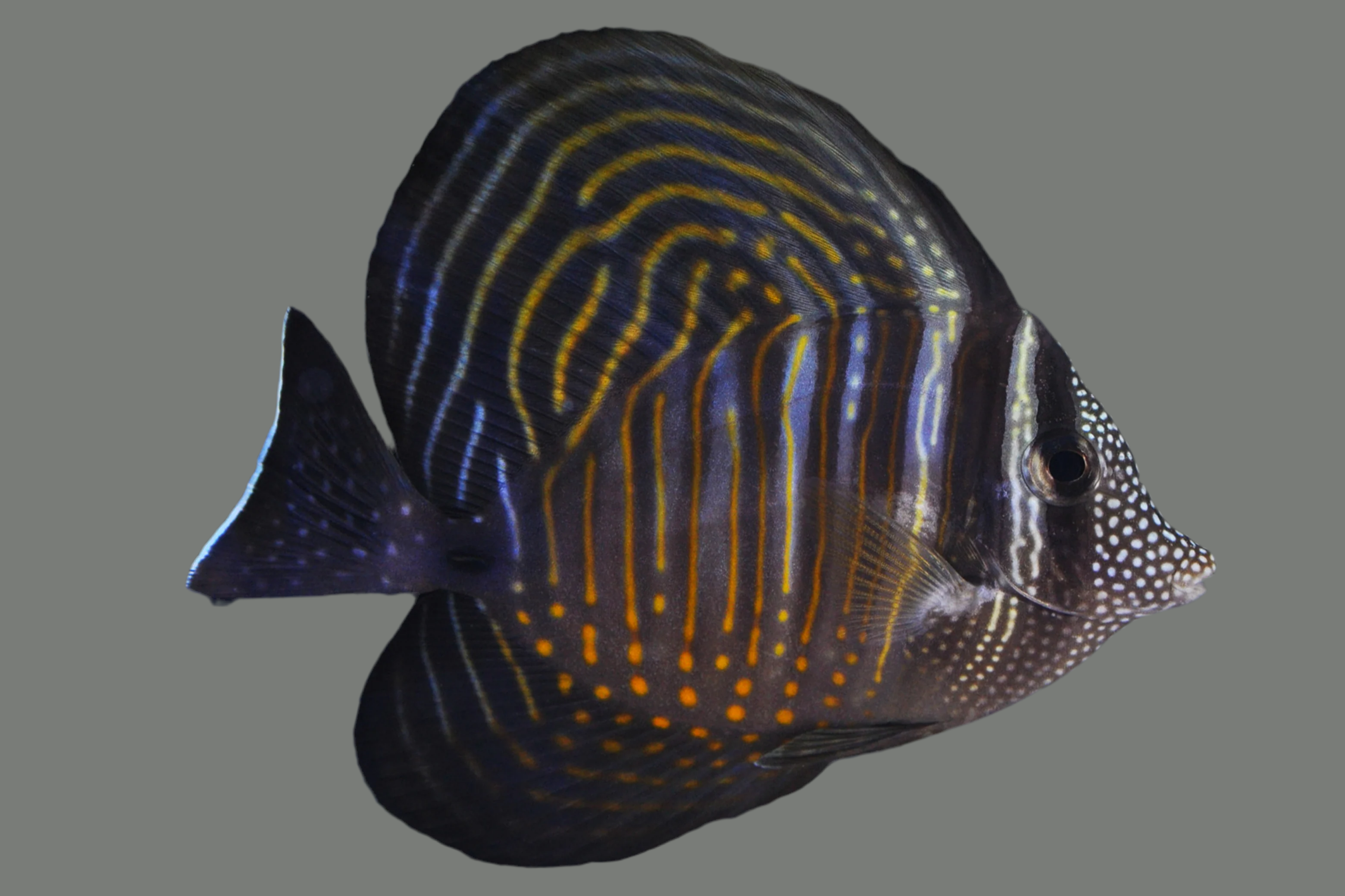 Desjardini Sailfin Tang