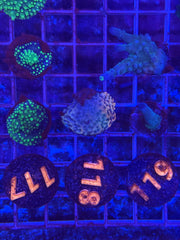 Rainbow Montipora