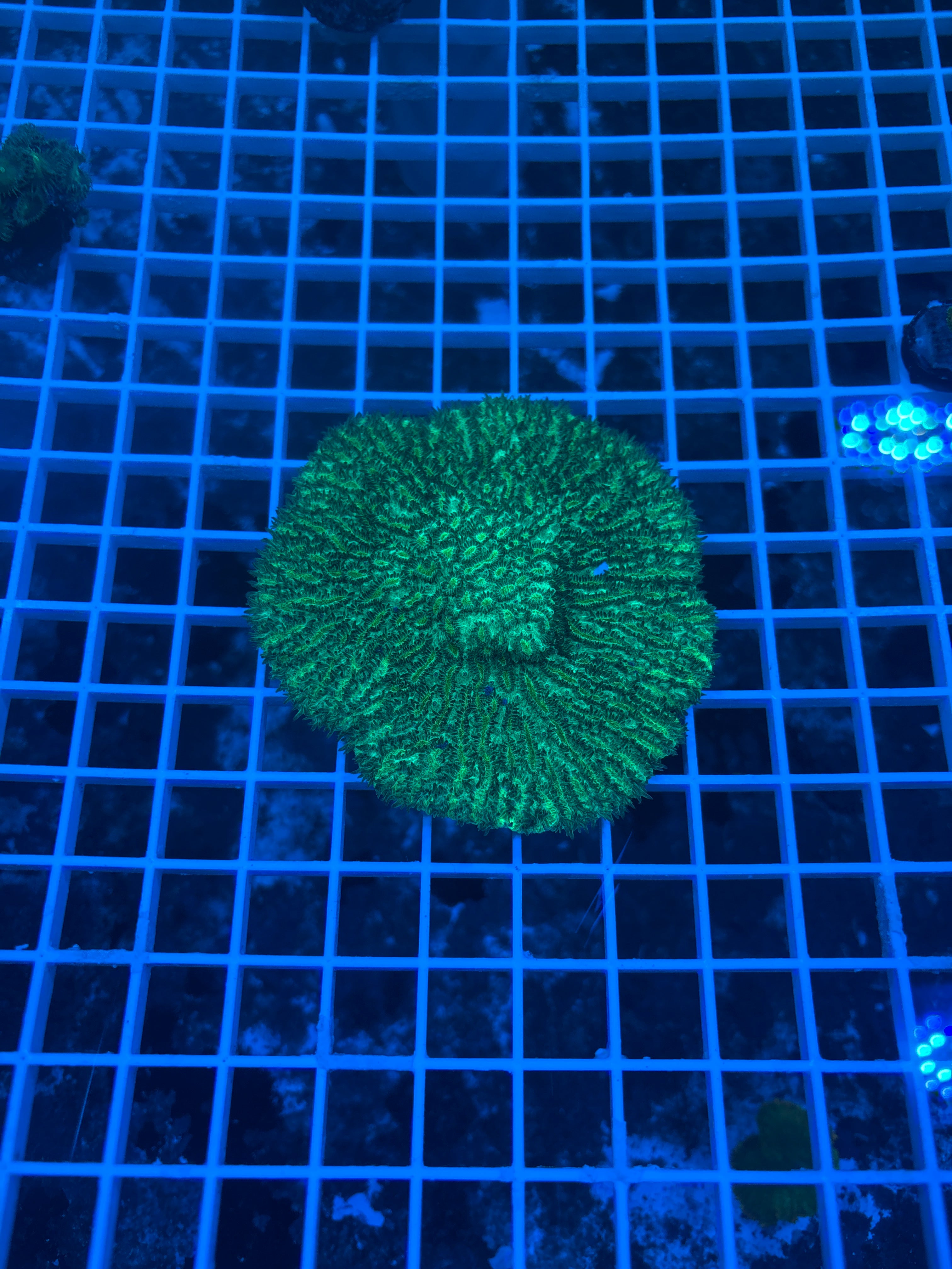JF Lime Light Hydnophora
