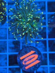Yellow Tip Torch