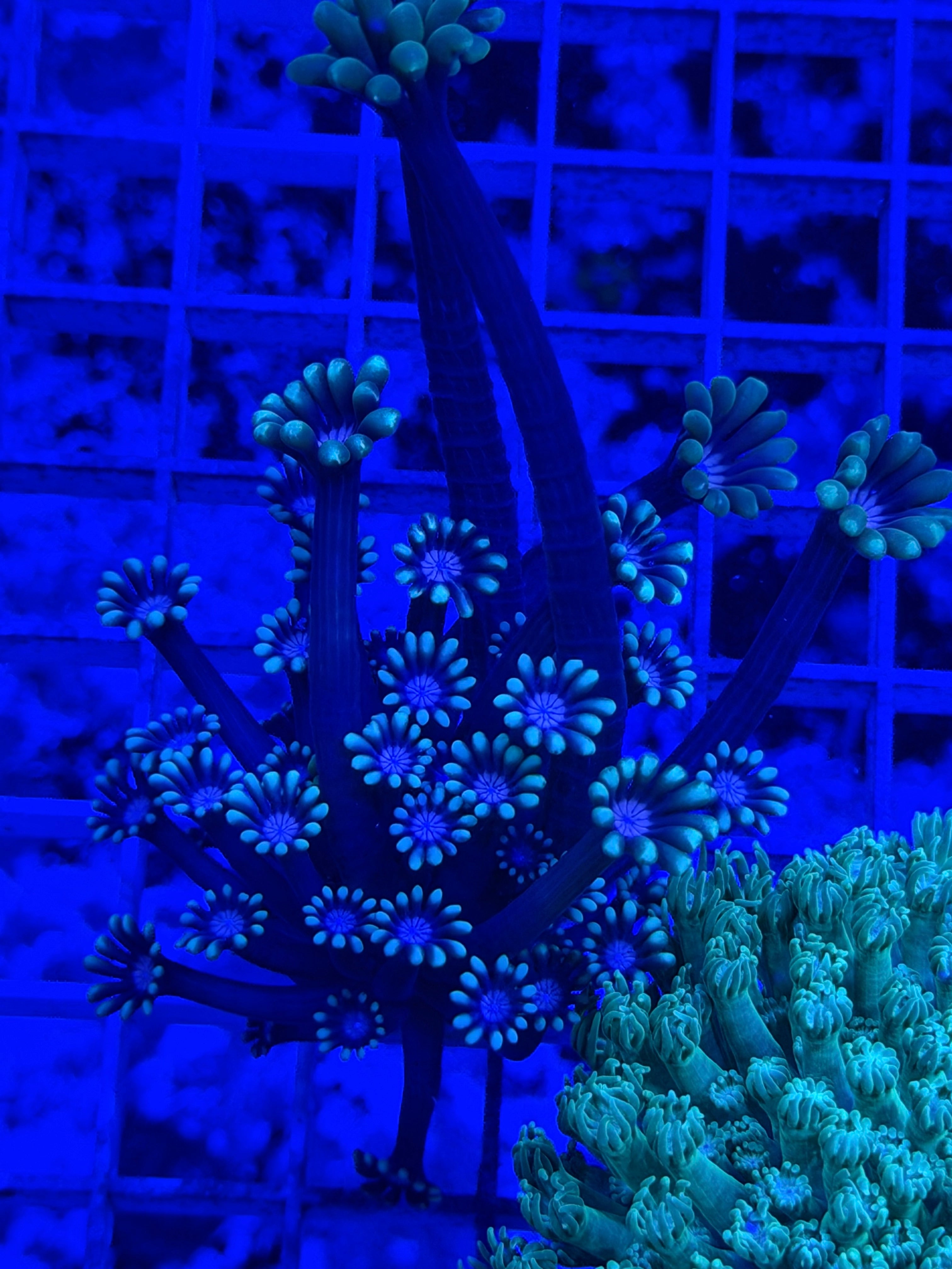 Macho Man Alveopora