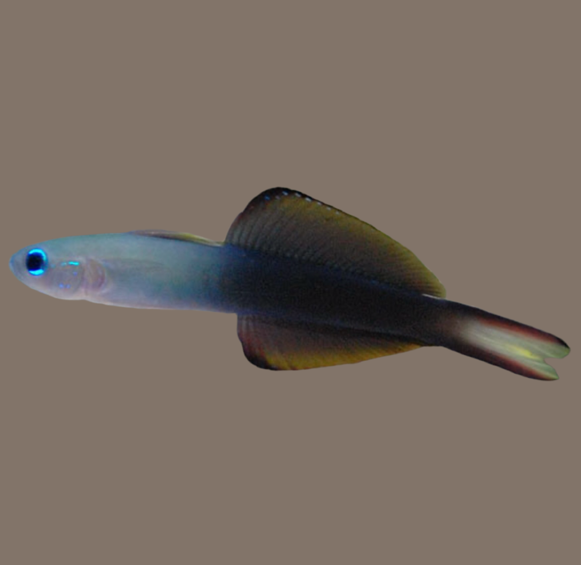 Scissortail Goby