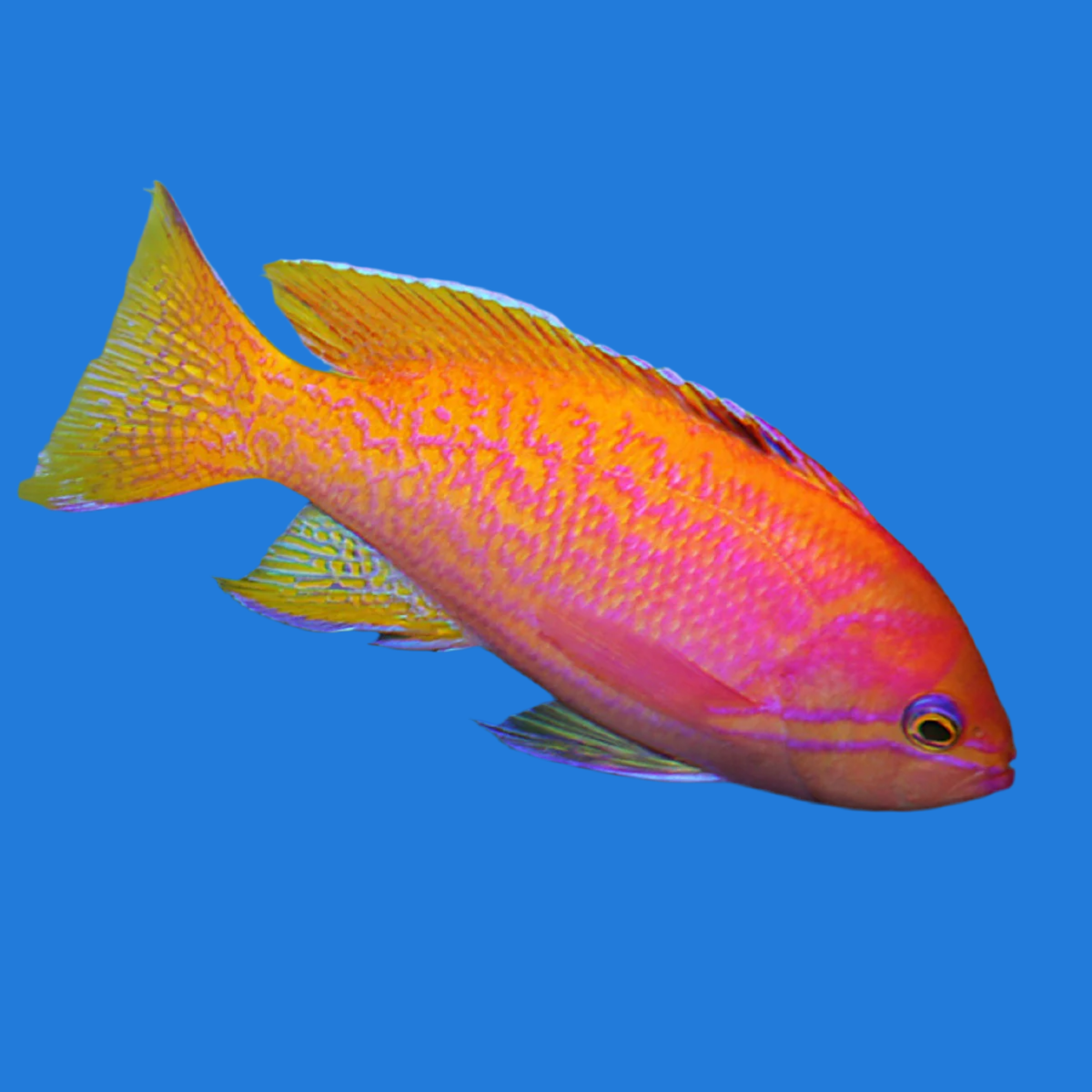 Bimaculatus Anthias