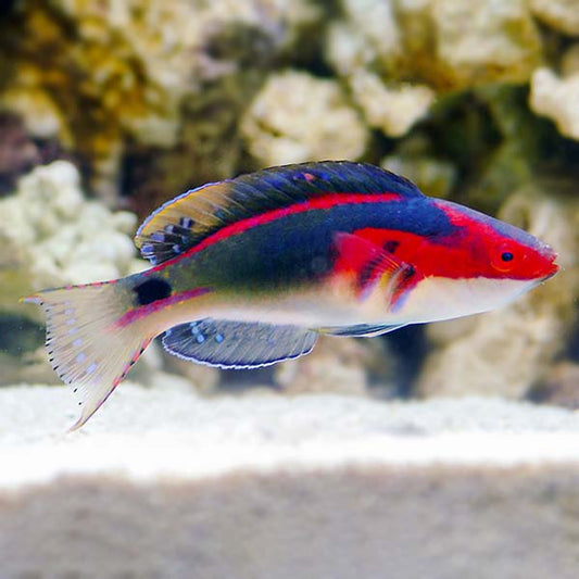 Exquisite wrasse pair